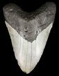 Megalodon Tooth - North Carolina #59068-1